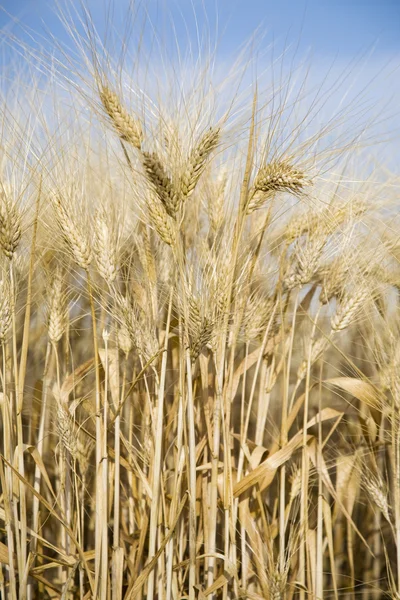 Close-up of wheat — Stock Photo, Image