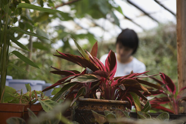 Potted Plant in Greenhouse