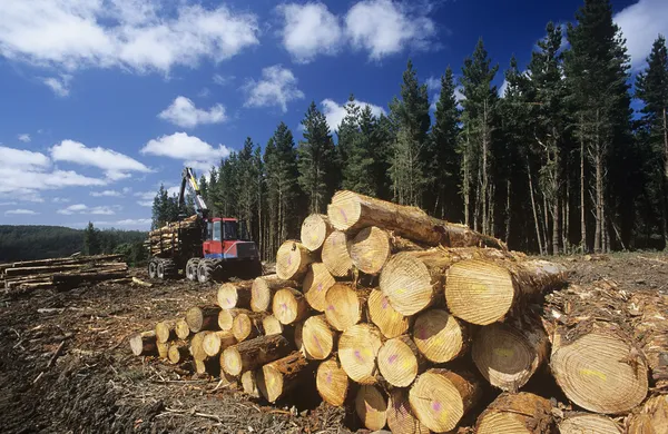 Träd skördas för woodchipping — Stockfoto