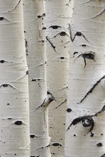 Birch trees in a row — Stock Photo, Image