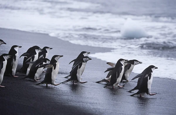 Chinstrap Penguins colony walking into sea — Stock Photo, Image