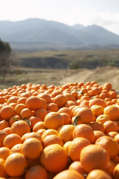 Pile of oranges in field — Stock Photo, Image