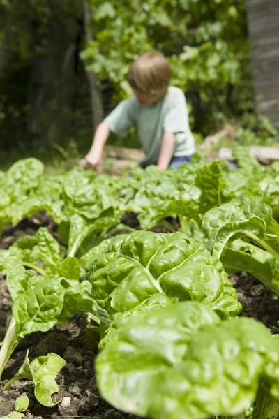 Chlapec, zahradnictví — Stock fotografie