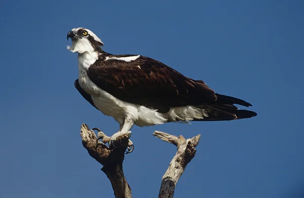 Osprey perching on branch — Stock Photo, Image