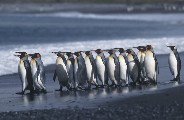 Колония пингвинов на пляже
