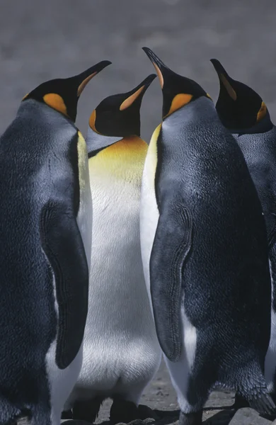 Koning pinguïns permanent op strand — Stockfoto