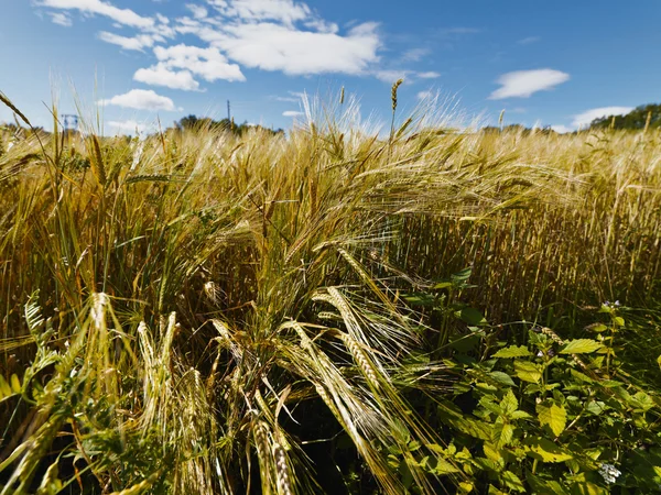 Field of wheat in sunny whether — Stock Photo, Image