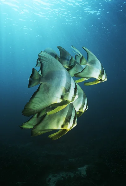 Juvenile batfish — Stock Photo, Image