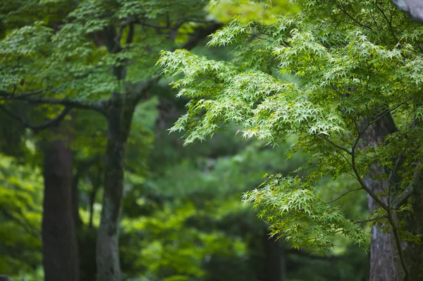 Alberi di acero — Foto Stock