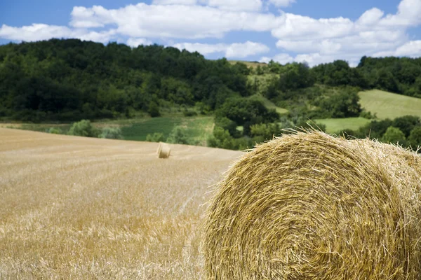 Hay bales in field — Stock Photo, Image