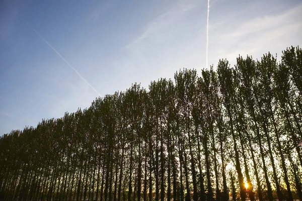 Árvores ao pôr do sol — Fotografia de Stock