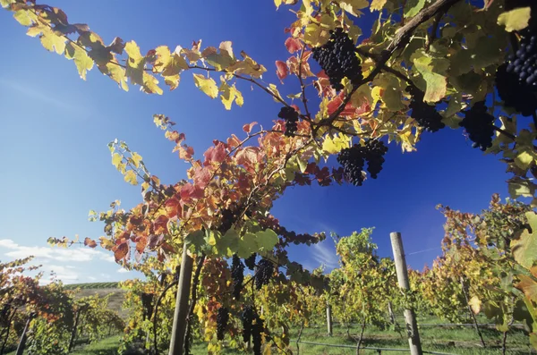 Grapes on vines in vineyard — Stock Photo, Image