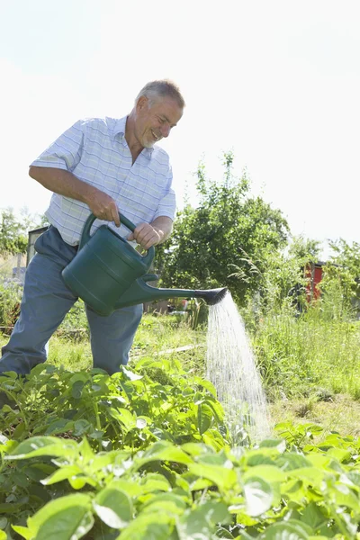 Человек поливает растения в саду — стоковое фото