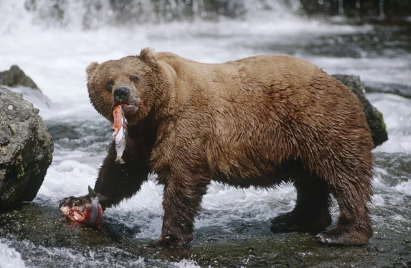 Niedźwiedzi brunatnych jedzenie łososi w rzece — Zdjęcie stockowe