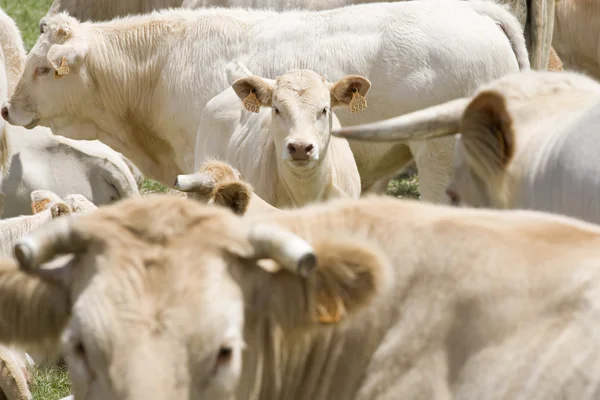 Kühe auf dem Feld — Stockfoto