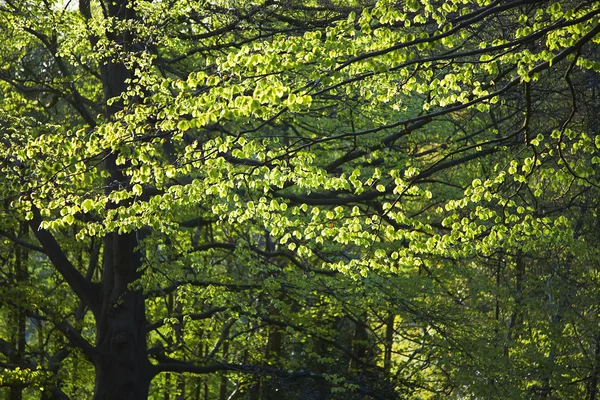 Foglie su rami — Foto Stock