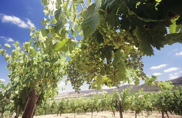 Wine grapes on vines — Stock Photo, Image
