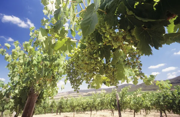 Uvas de vino sobre vides — Foto de Stock