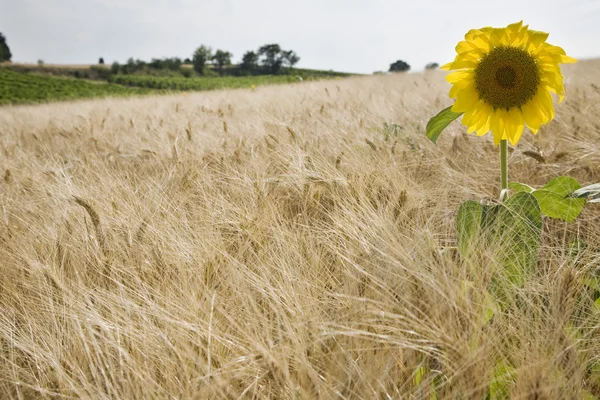 Girasol en el campo de trigo — Foto de Stock