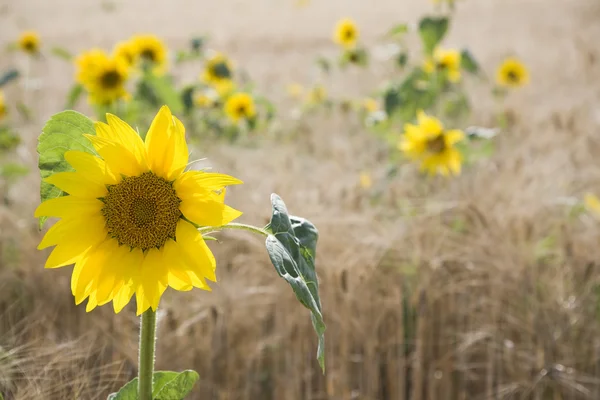 Girasoles en el campo — Foto de Stock