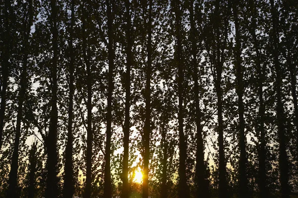 Arbres au coucher du soleil — Photo