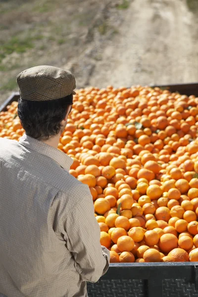 Agricultor com laranjas — Fotografia de Stock