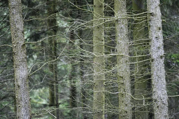 Tunn trädstammar — Stockfoto