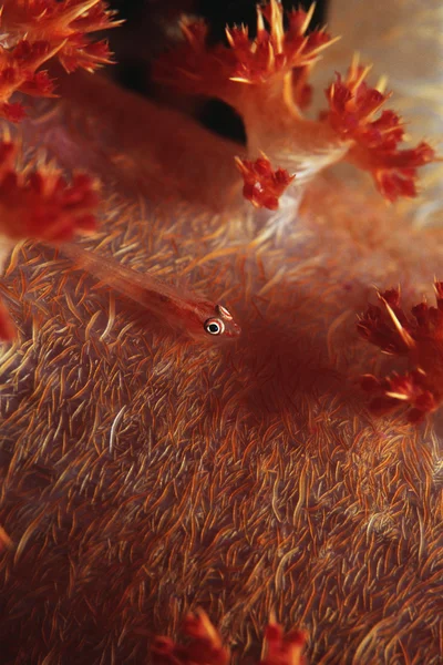 多主机的虾虎鱼 — 图库照片
