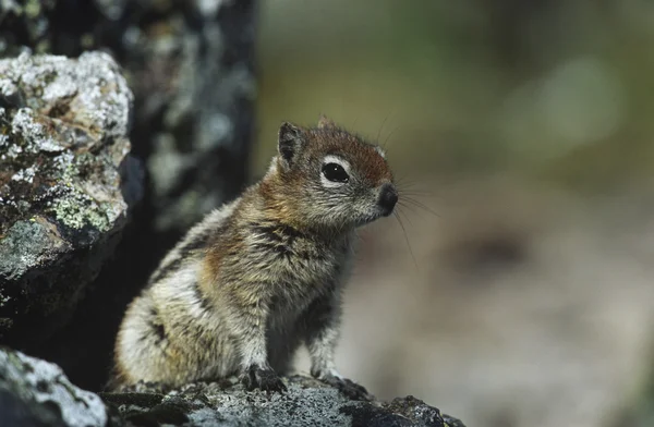 Chipmunk på rock — Stockfoto