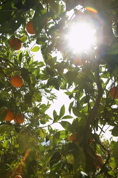 La luz del sol atraviesa el naranjo — Foto de Stock