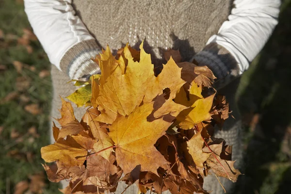 Person holding pile of autumn leaves — Stock Photo, Image