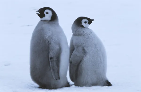 Pinguini imperatore — Foto Stock