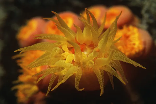 Poliepen van cup koraal — Stockfoto