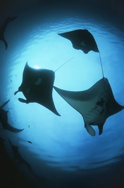 Silhouettes of manta rays — Stock Photo, Image