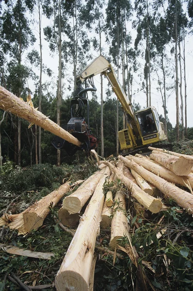 ユーカリの木のプランテーション — ストック写真