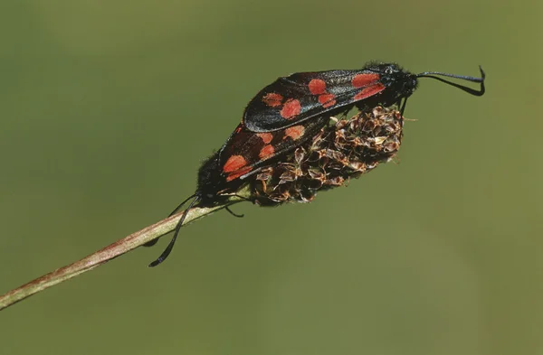 Pareja de insectos de apareamiento —  Fotos de Stock