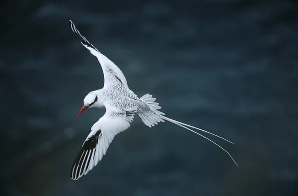 Tropicbird che vola sopra il mare — Foto Stock