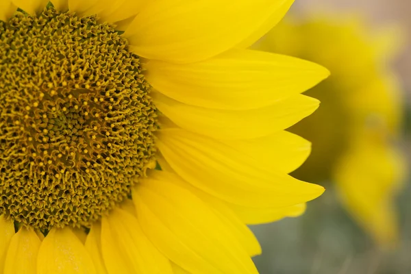 Girasol — Foto de Stock