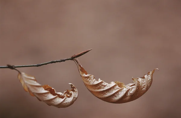 Strandbaum hängt an Ast — Stockfoto