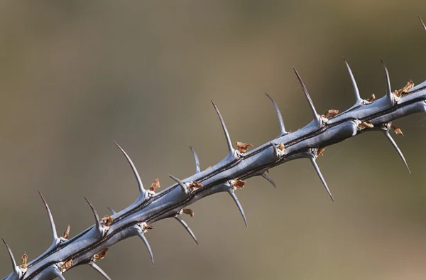 Taggiga gren av ocotillo — Stockfoto