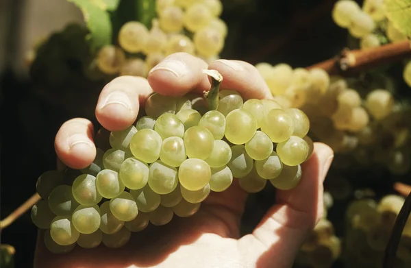 Mão segurando um monte de uvas — Fotografia de Stock