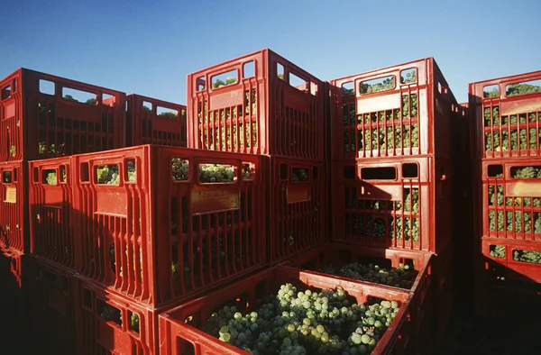 Cajas de plástico llenas de uvas de vino —  Fotos de Stock