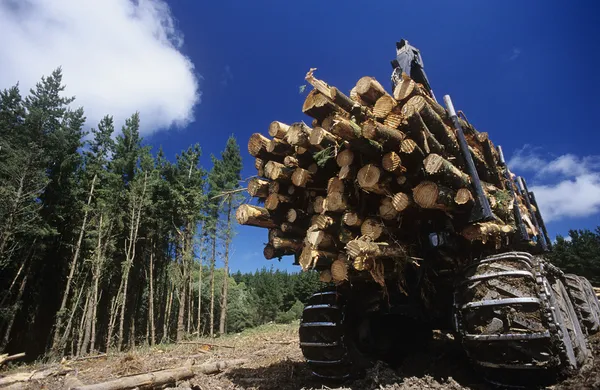 Deforestation for woodchipping on Plantation — Stock Photo, Image