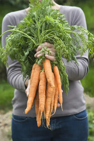 Femme avec un tas de carottes — Photo