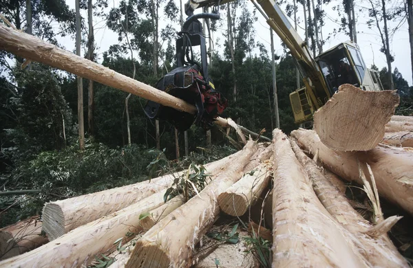 Deforestation for woodchipping on Plantation — Stock Photo, Image