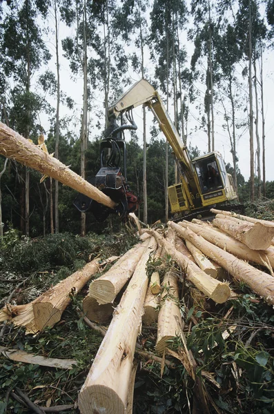 Plantation Eucalyptus trees — Stock Photo, Image