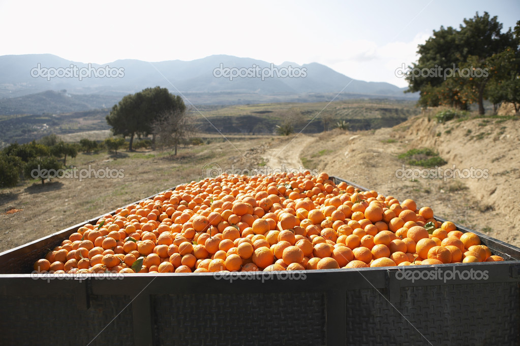  harvested ripe oranges