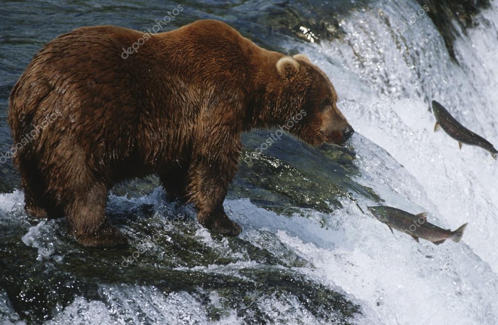 Grizzly bear standing in river Stock Photo by ©londondeposit 33889395