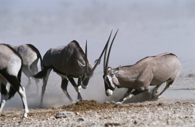 gemsbok mücadele