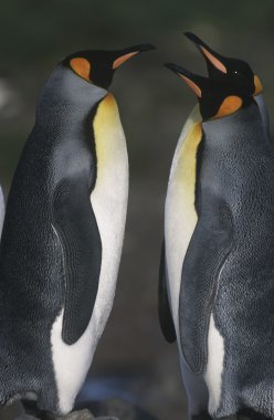 Penguenler birbirine ters Kral